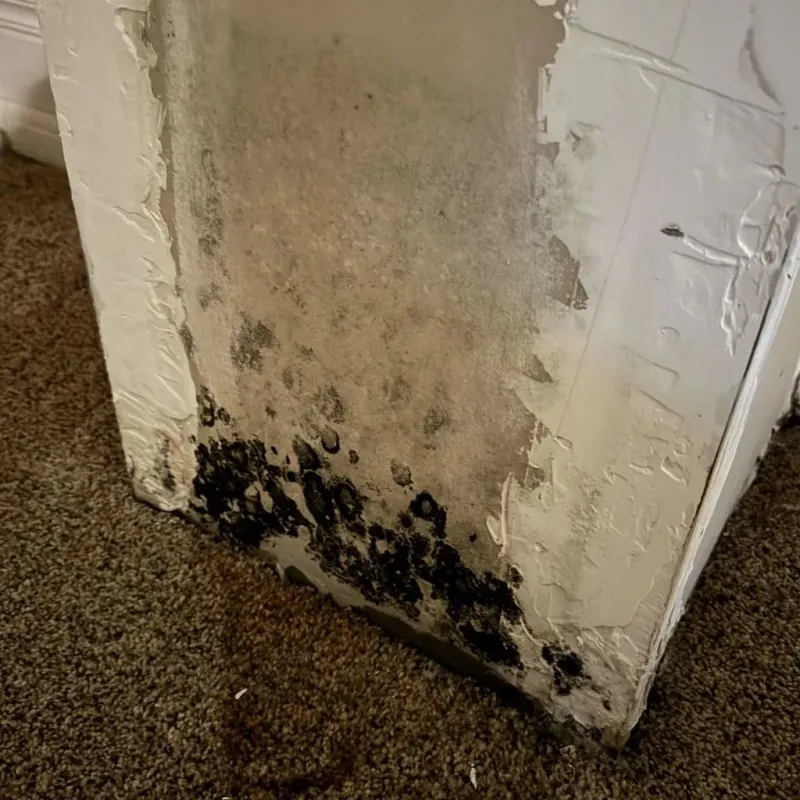 Professional Mold Removal in Winchester, IN
